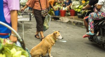 where to take your dog in bangkok