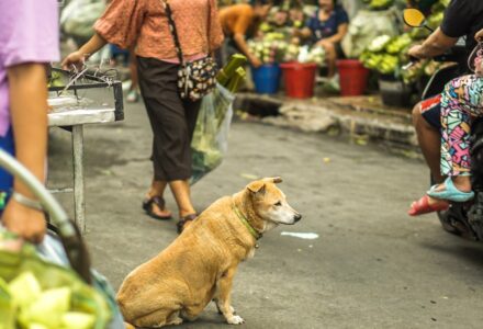 where to take your dog in bangkok