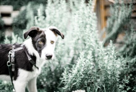 dog friendly austria