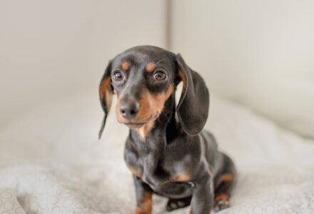 pet friendly london hotel