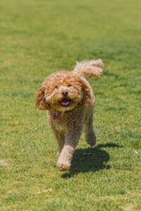 dog friendly canberra