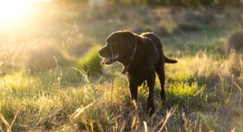 where to take your dog in Canberra