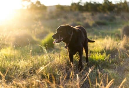where to take your dog in Canberra