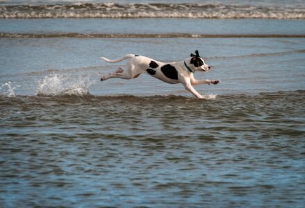 how to keep your dog's heart healthy