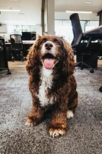office dog