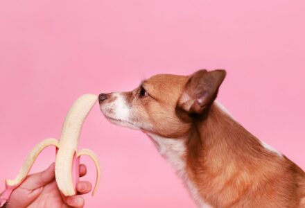 foodie names for dogs