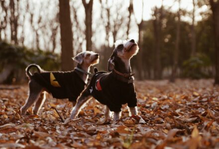 dogs in coats
