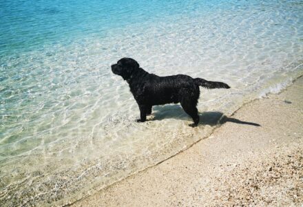where to take your dog in Croatia