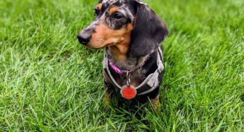 where to take your dog in montréal