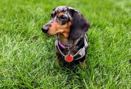 where to take your dog in montréal