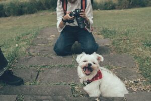 dog side hustle