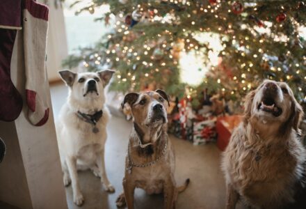 Christmas gifts for dogs