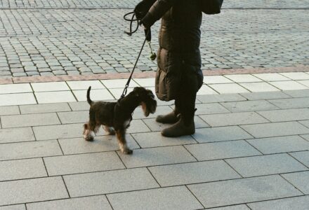 Where to take your dog in Stockholm