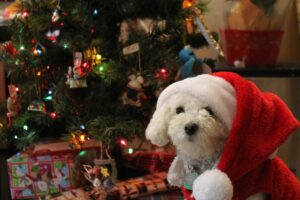 Christmas gifts for dogs
