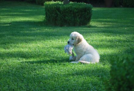why does my dog bury things in the garden