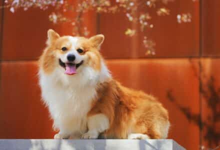 Encourage your dog to be more independent