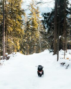 dog friendly geneva switzerland