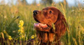 where to take your dog in geneva switzerland