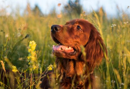 where to take your dog in geneva switzerland