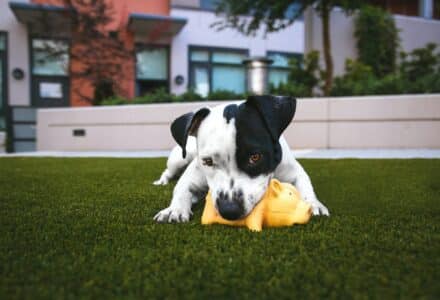 how to save money on pet care