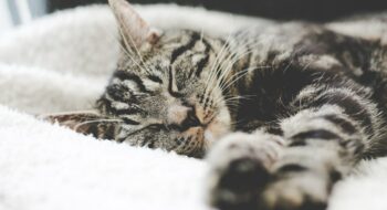 america cat travel