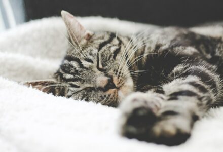 america cat travel
