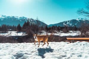 dog in Whistler Canada