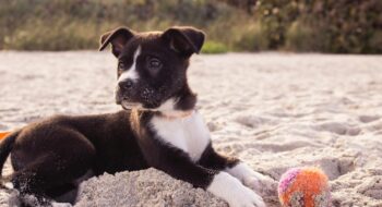 Can I take my pet on holiday?