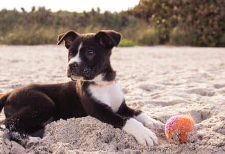 Can I take my pet on holiday?