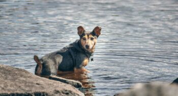 taking your pet to Northern Ireland