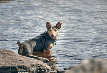 taking your pet to Northern Ireland