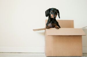 moving with a dog