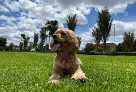 where to take your dog in Colombia