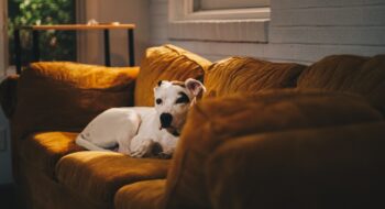 tips for moving with a dog