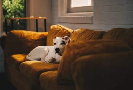 tips for moving with a dog