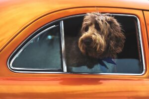 pet passport