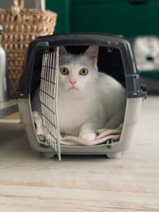 How can I make my pet comfortable when travelling