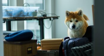 Moving pets to another country