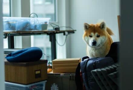 Moving pets to another country