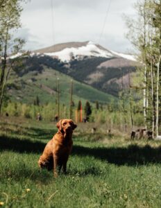 where to take your dog in Aspen colorado