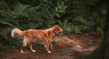 Where to take your dog in Queenstown New Zealand