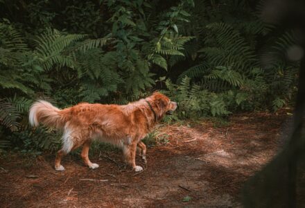 Where to take your dog in Queenstown New Zealand