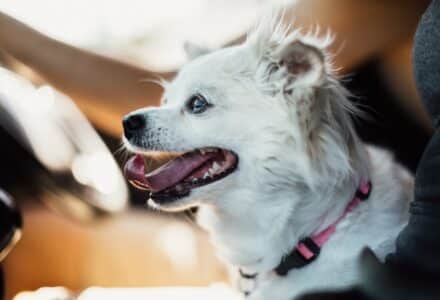 comfortable pet travel