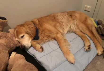 Dog Travel to Australia