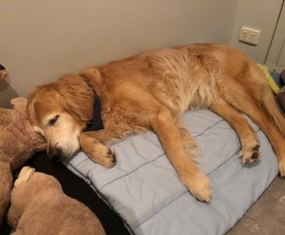 Dog Travel to Australia