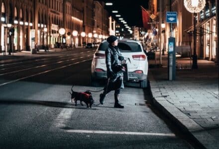 dog in munich