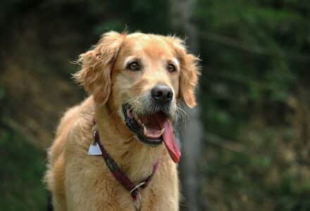 where to take your dog in Germany