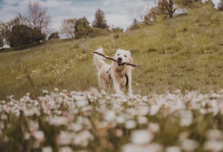 where to take your dog in toulouse, france