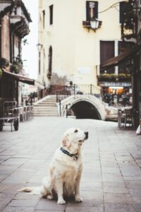 where to take your dog in europe