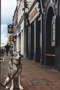 Where to take your dog in Ireland